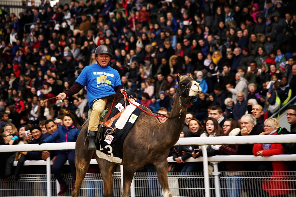 Un jockey participant à la coupe de France de course de Dromadaire, montant un dromadaire devant une foule enthousiaste.